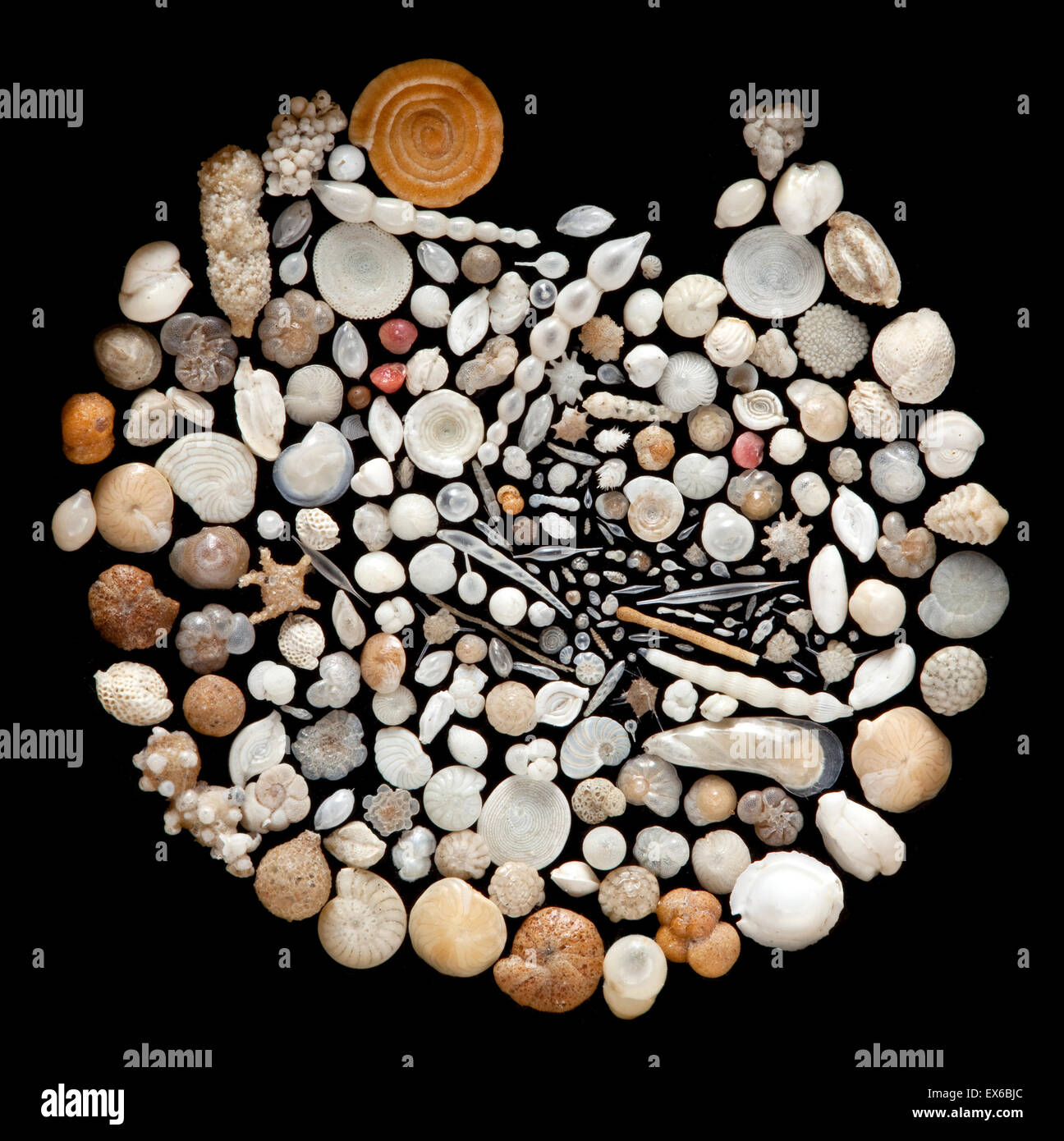 Foraminifera photography and images - Alamy