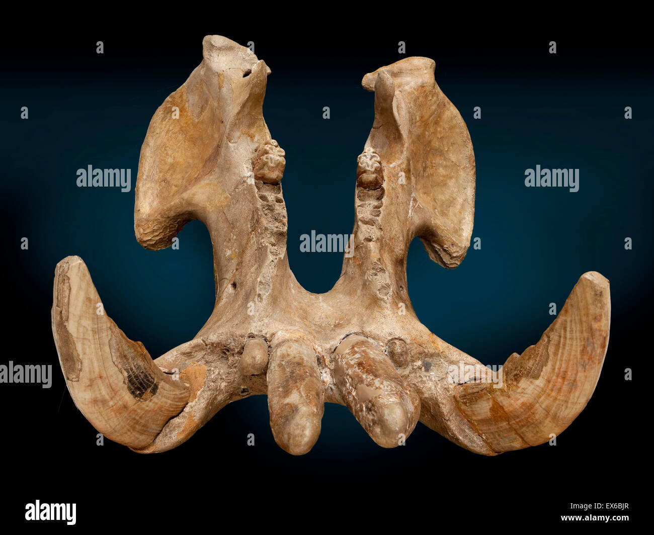 Hippopotamus jaw Stock Photo