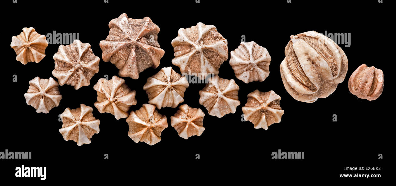 Deltoblastus, fossil blastoids Stock Photo