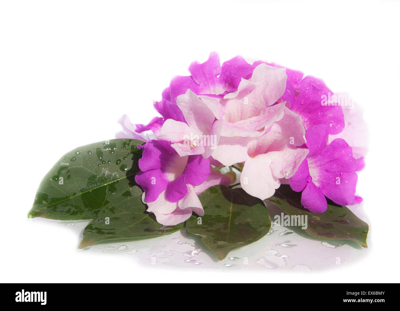 Beautiful flower, isolated on white background Stock Photo