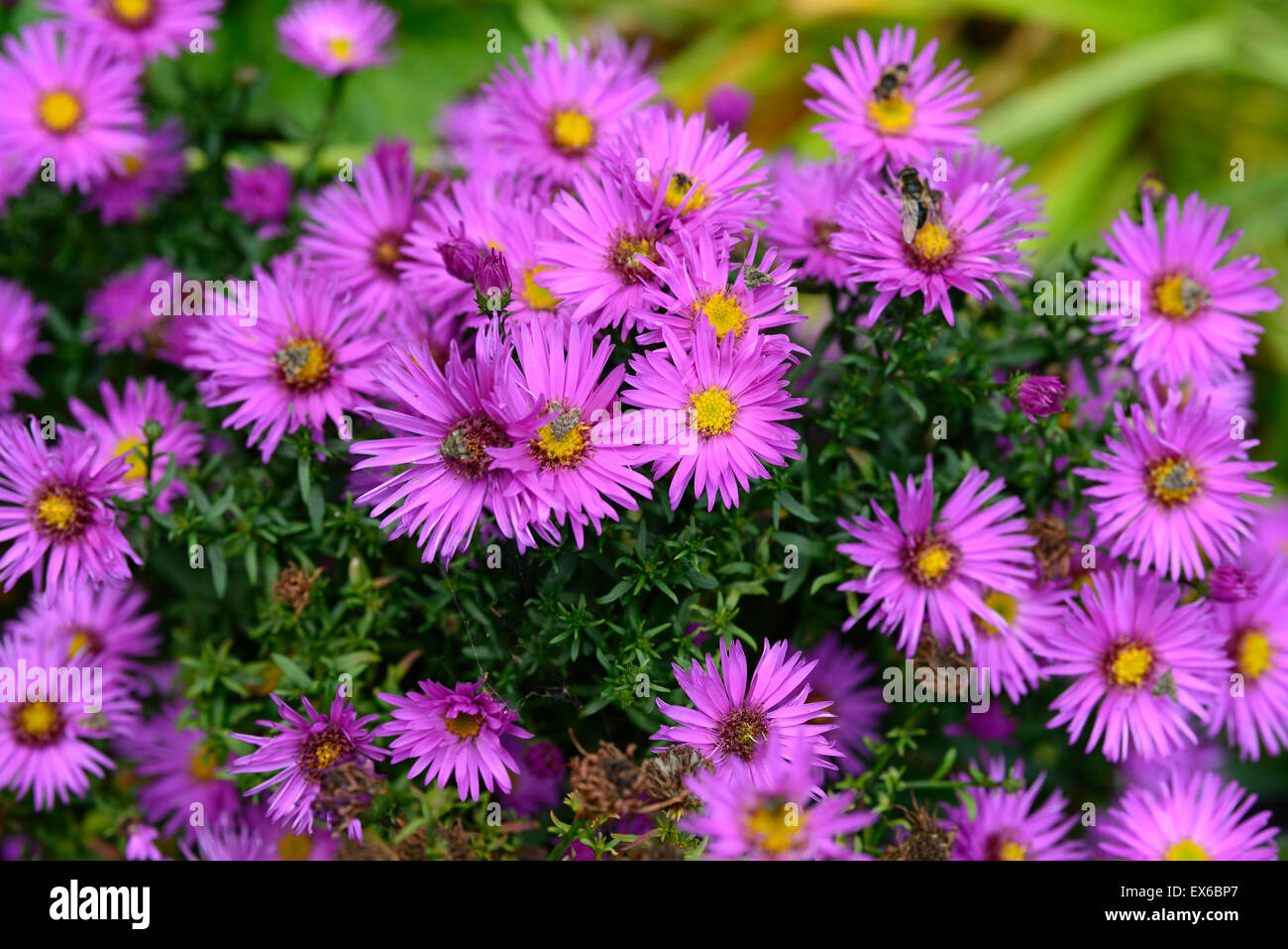 aster novi-belgii dandy Michaelmas Daisy autumn flowering pink flower flowers fall perennial RM Floral Stock Photo