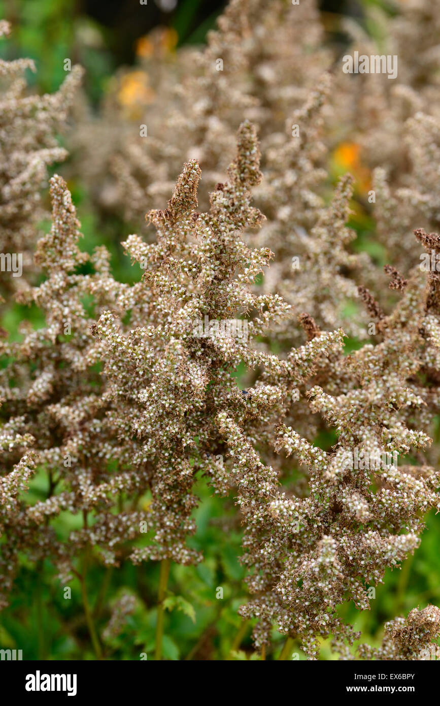 astilbe chinensis heart and soul finished flowering flower head end RM floral Stock Photo