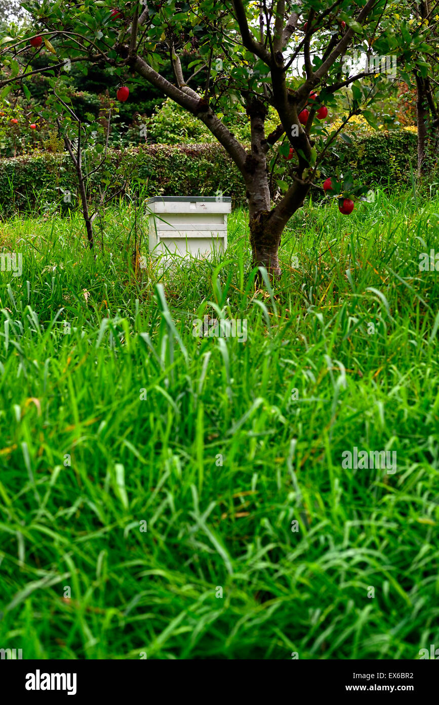 white wooden beehive apple tree orchard fruit pollination pollinating natural traditional gardening garden RM Floral Stock Photo