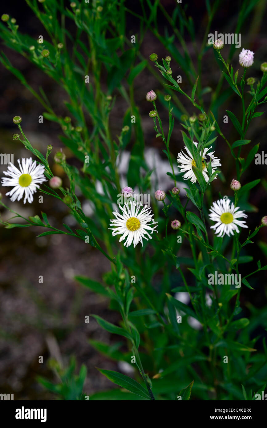 boltonia asteroides var latisquama snowbank false aster asters flower flowers flowering perennial daisy daisies RM Floral Stock Photo