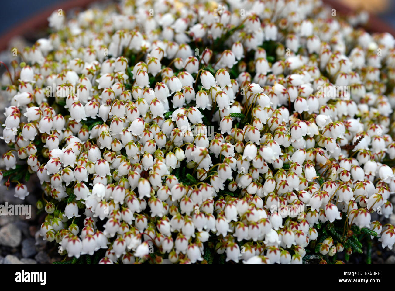 cassiope lycopodioides clubmoss mountain-heather white flowers flower flowering mound RM Floral Stock Photo