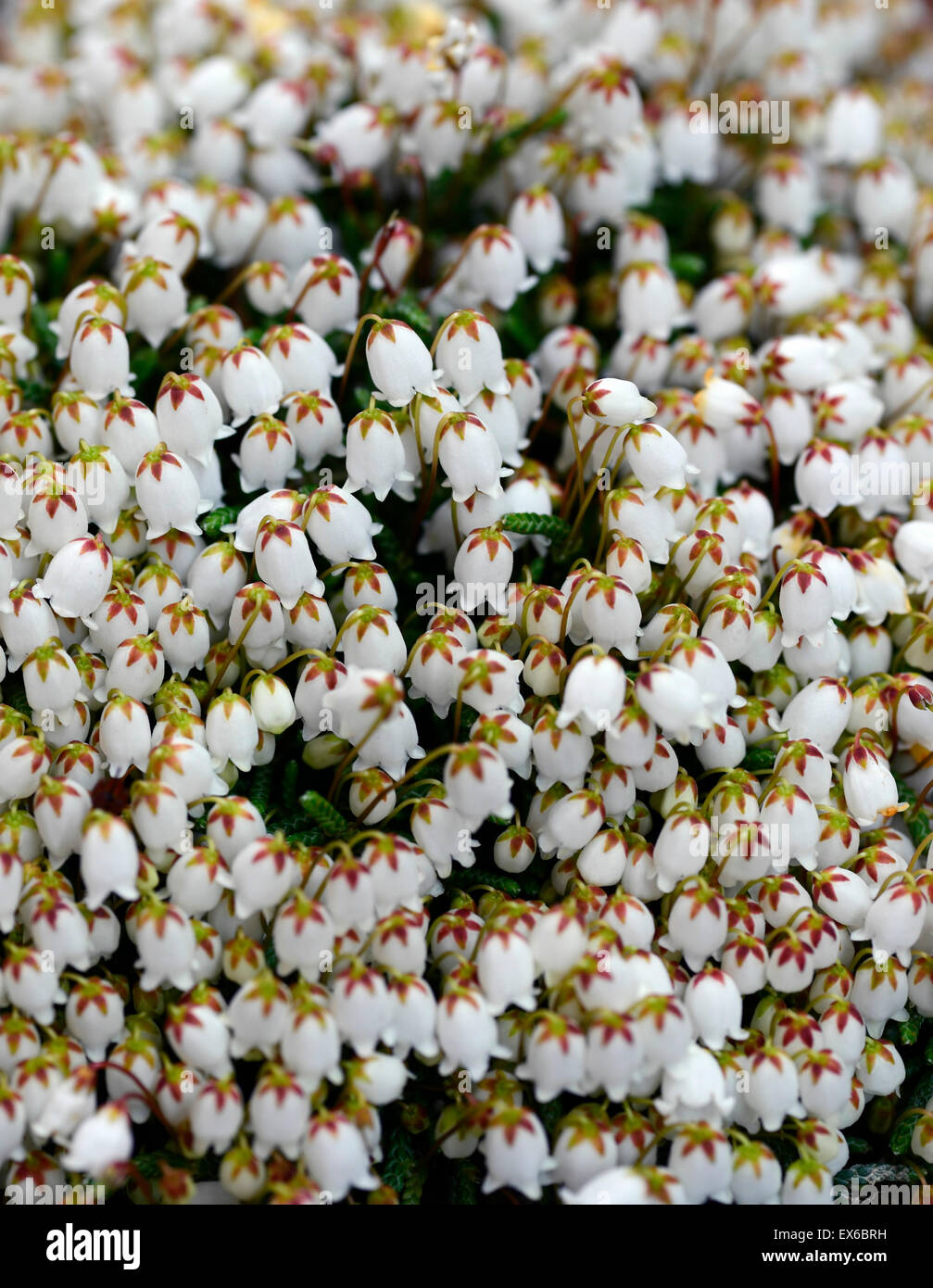 cassiope lycopodioides clubmoss mountain-heather white flowers flower flowering mound RM Floral Stock Photo