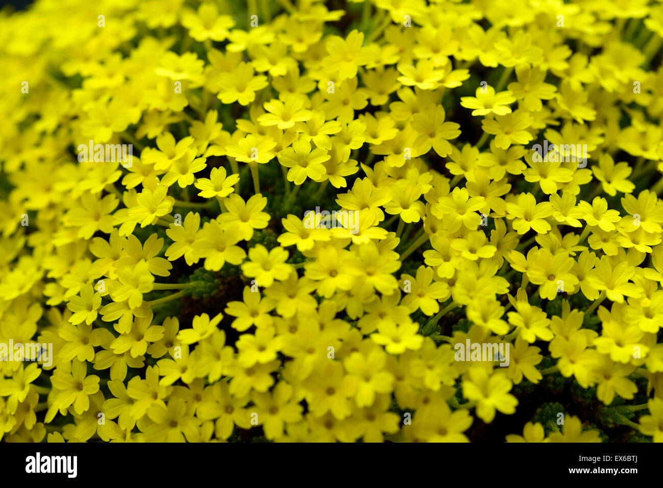 dionysia aretioides phyllis carter yellow flowers flower flowering mound alpine spring RM Floral Stock Photo