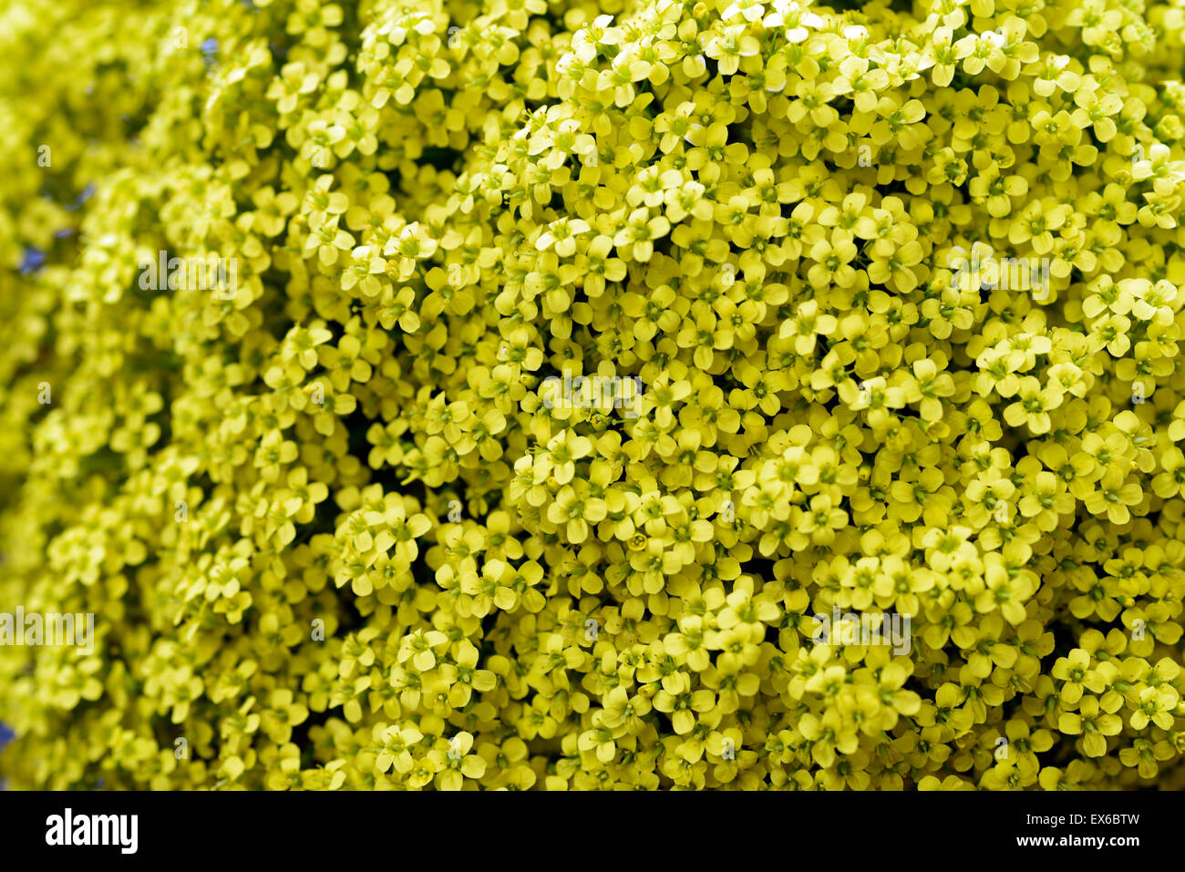 draba longisiliqua yellow flower flowers carpet mound long-podded whitlow grass evergreen perennial RM Floral Stock Photo