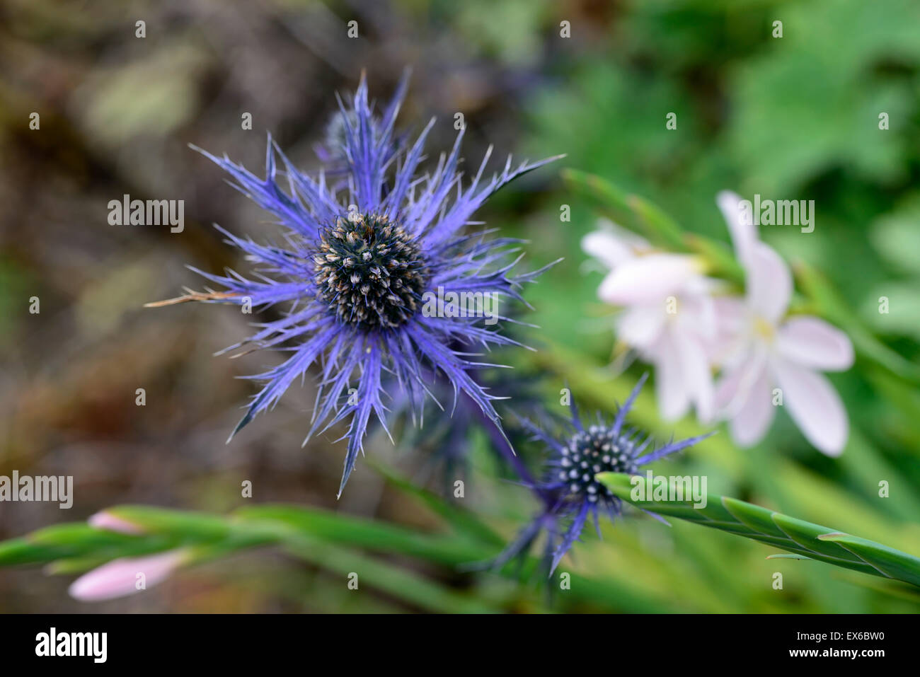 eryngium indigo star flower flowers blue autumn garden perennials flower flowers flowering RM Floral Stock Photo