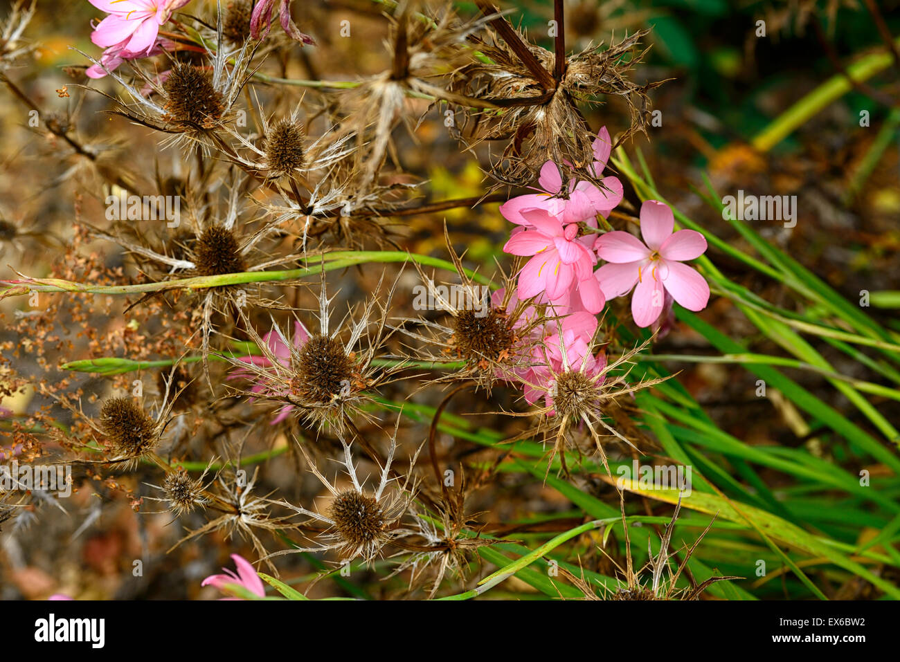 schizostylis coccinea jennifer eryngium indigo star autumn garden perennials flower flowers flowering RM Floral Stock Photo