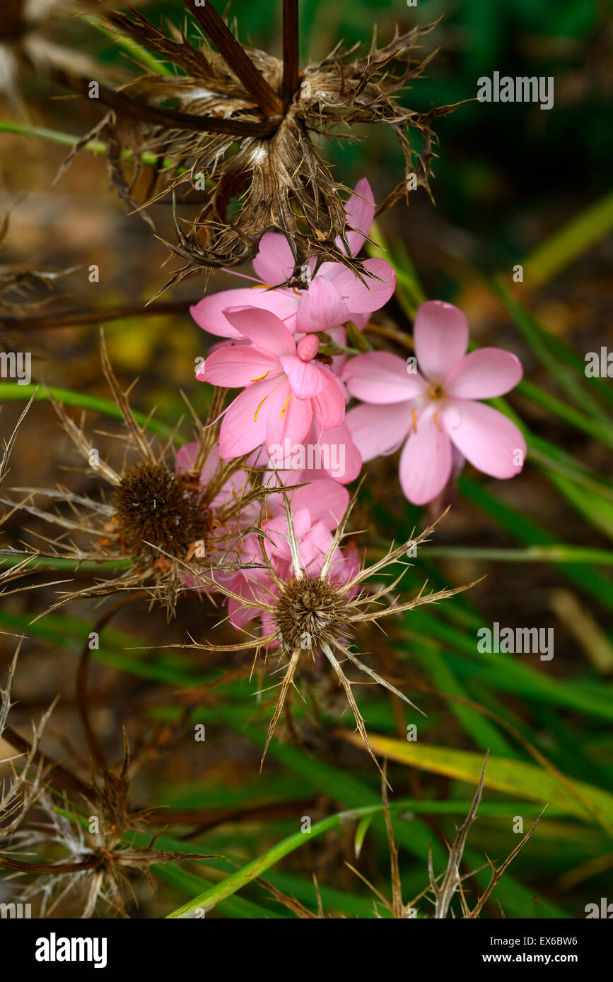 schizostylis coccinea jennifer eryngium indigo star autumn garden perennials flower flowers flowering RM Floral Stock Photo