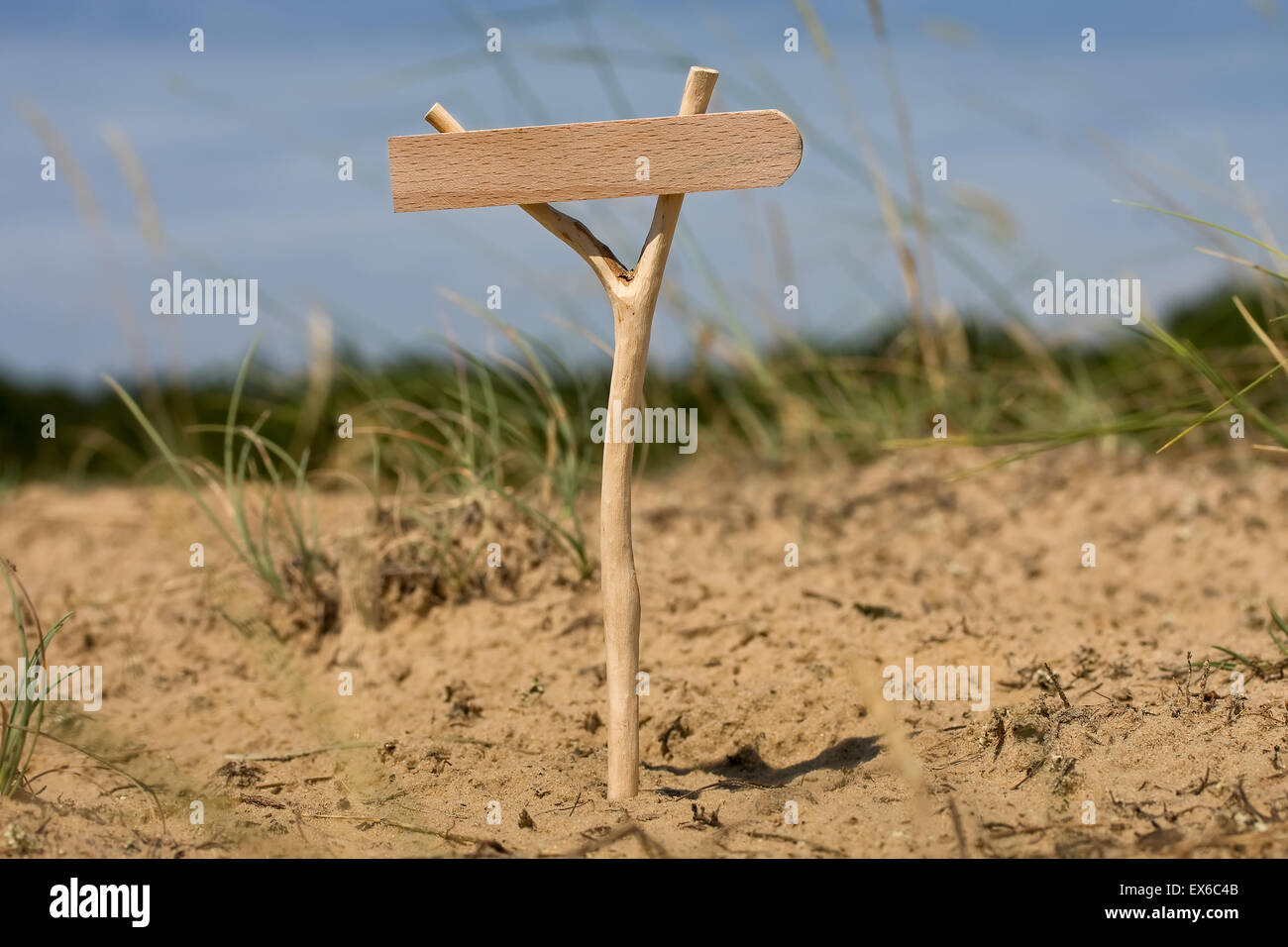 Wooden pointer standing in a forest in the grass with blank background ...