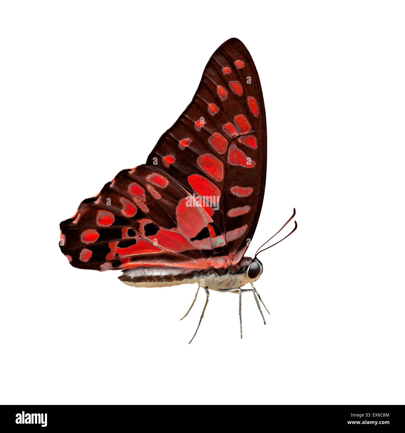 exotic red color butterfly isolated on white background Stock Photo Alamy