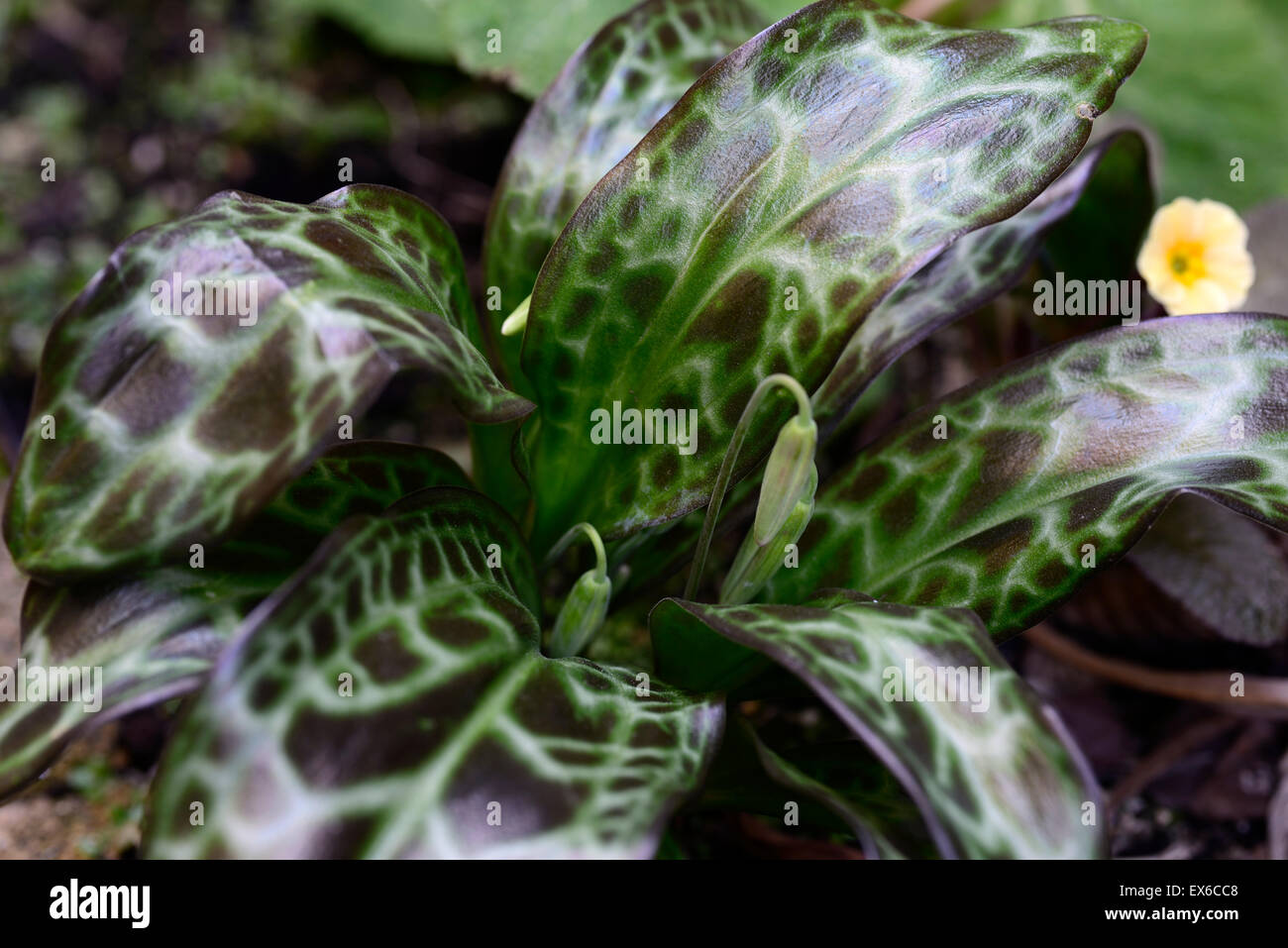 Erythronium dens-canis Sheer Delight marbled foliage leaves fawn lily dogstooth violet spring flowers colors colours RM Floral Stock Photo