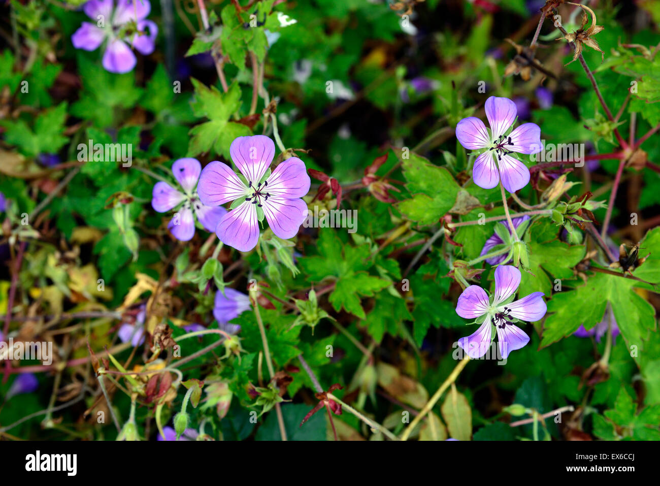 geranium sweet heidy blue white bicolor bicolour geraniums flowers flowering perennial RM Floral Stock Photo