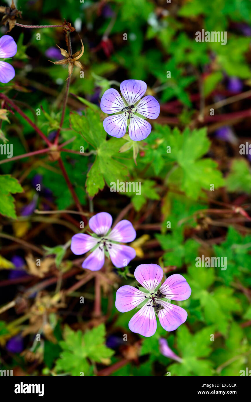 geranium sweet heidy blue white bicolor bicolour geraniums flowers