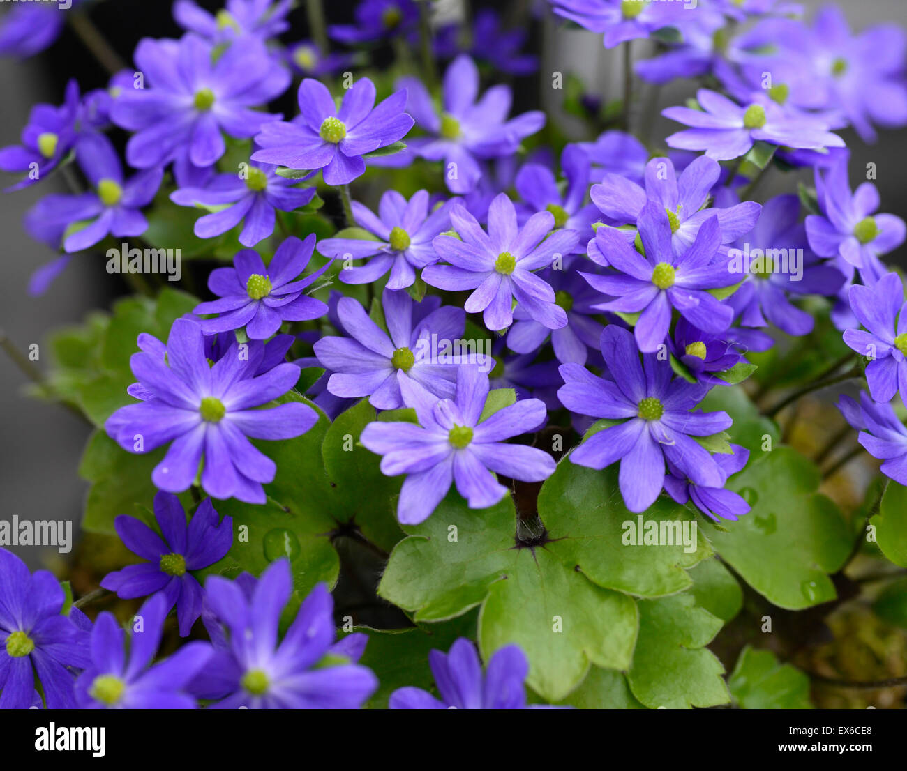 hepatica x media millstream merlin blue flower flowers flowered hybrid spring alpine plant RM Floral Stock Photo