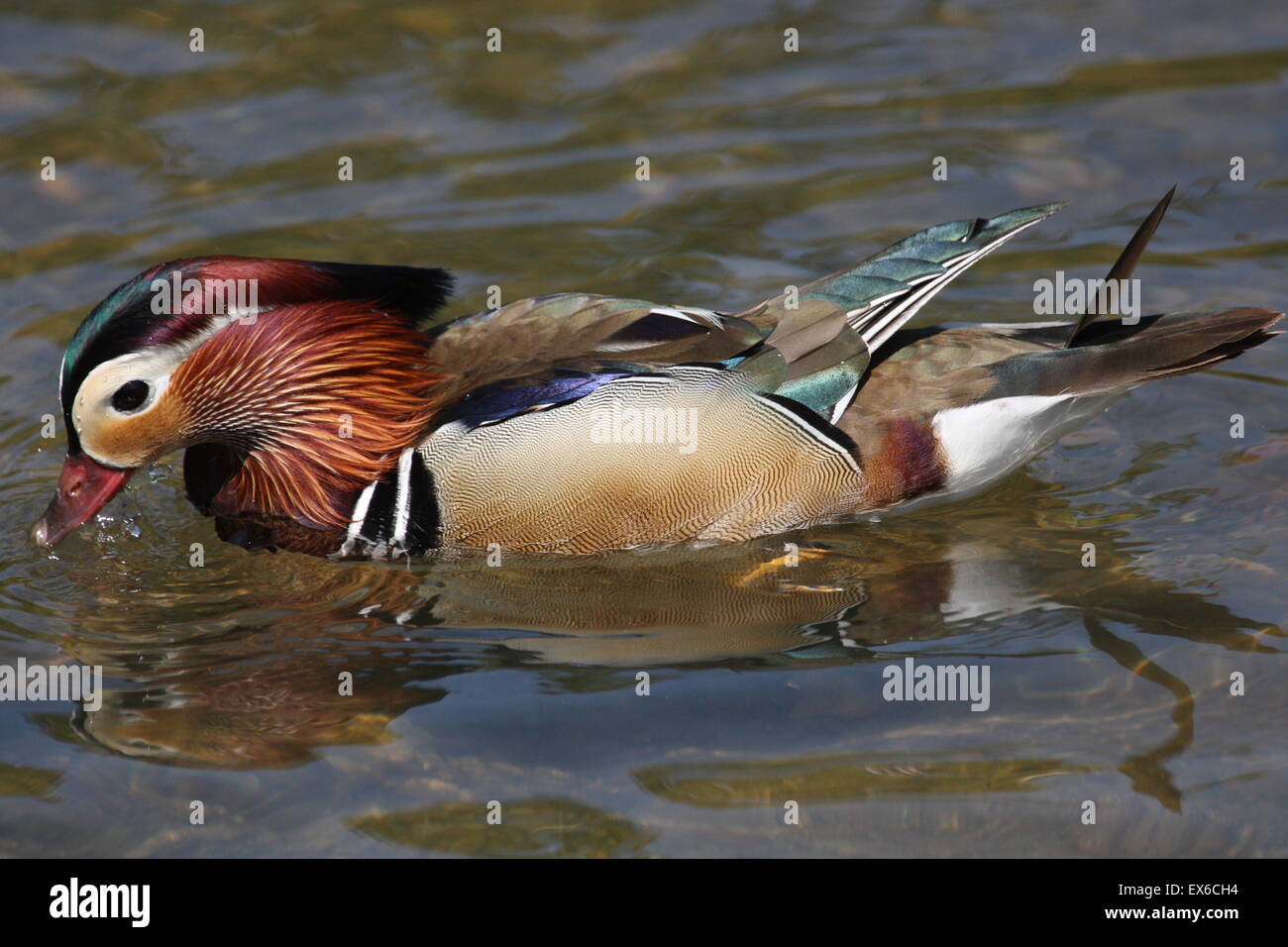 Male Mandarin Duck (Aix galericulata) dabbles in the lake Stock Photo