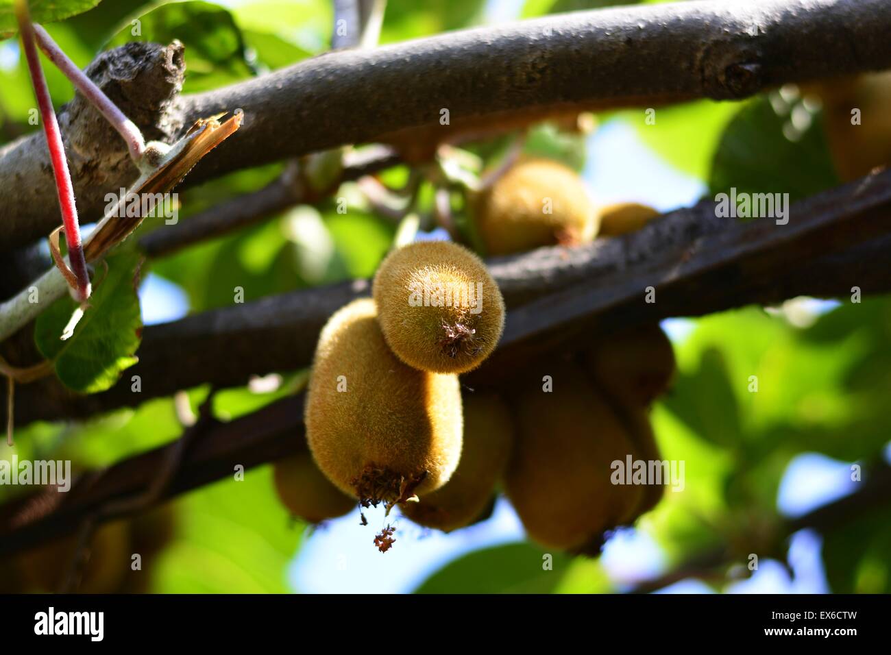 Kiwi on the tree Stock Photo