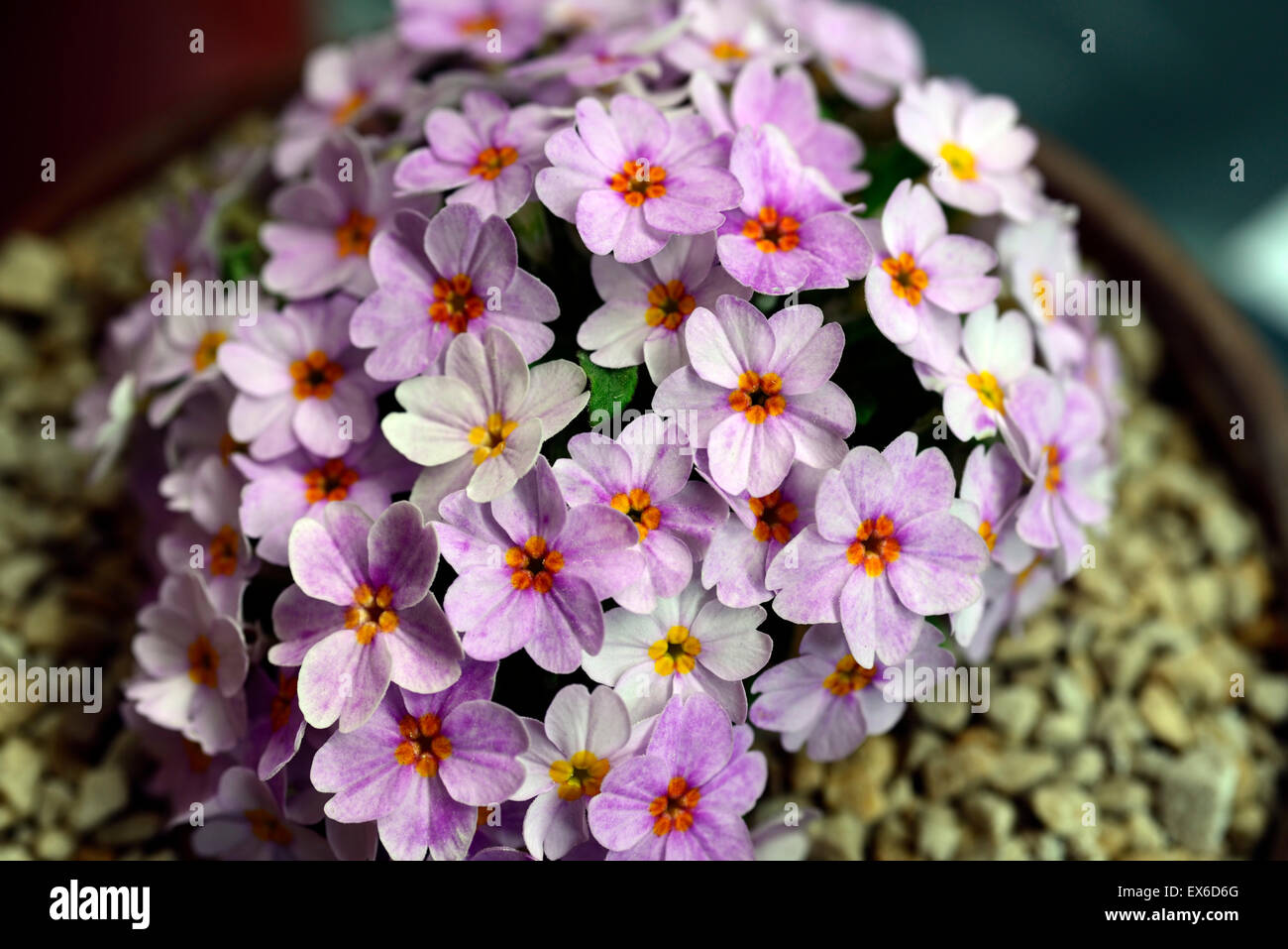 Primula bracteata ssp dubarnardiana pink flower flowers bloom spring blossom alpine plant RM Floral Stock Photo