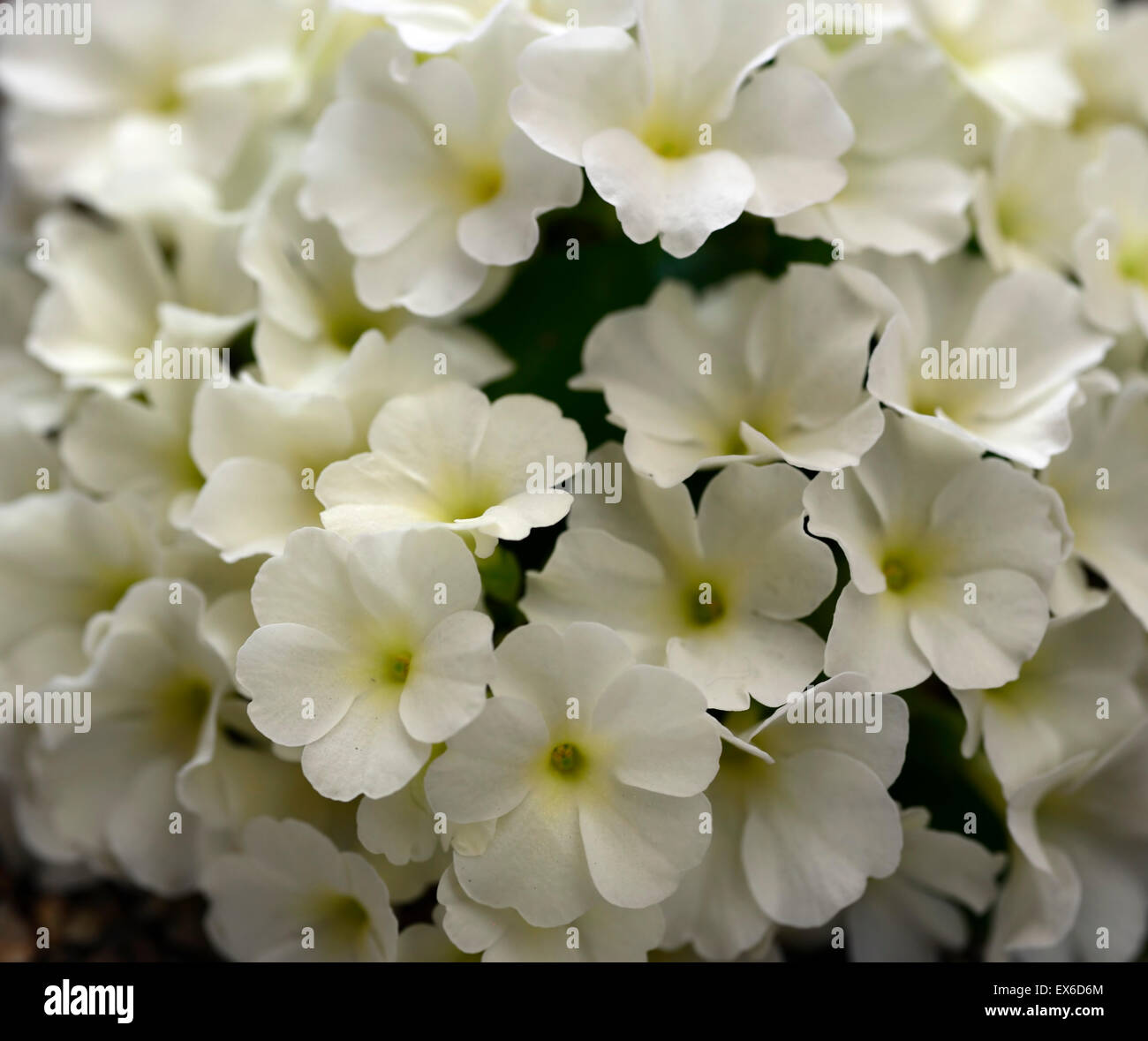 primula allionii broadwell milkmaid white flower primrose hybrid spring display RM Floral Stock Photo