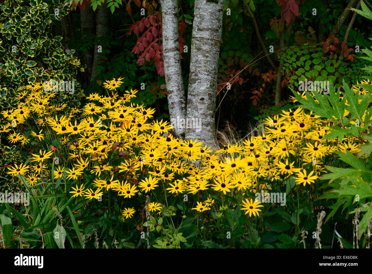 Fall Rudbeckia Rudbeckia fulgida goldsturm hi-res stock photography and images - Alamy