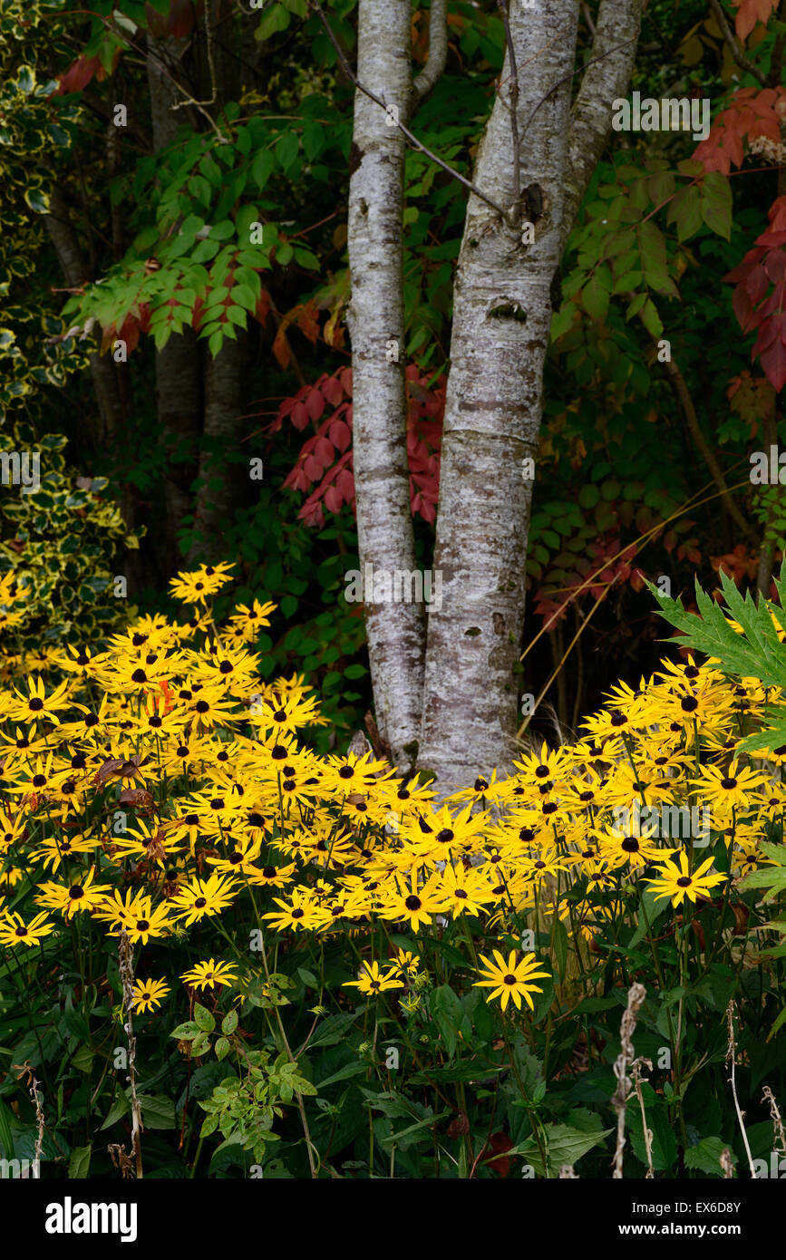 Fall Rudbeckia Rudbeckia fulgida goldsturm hi-res stock photography and images - Alamy