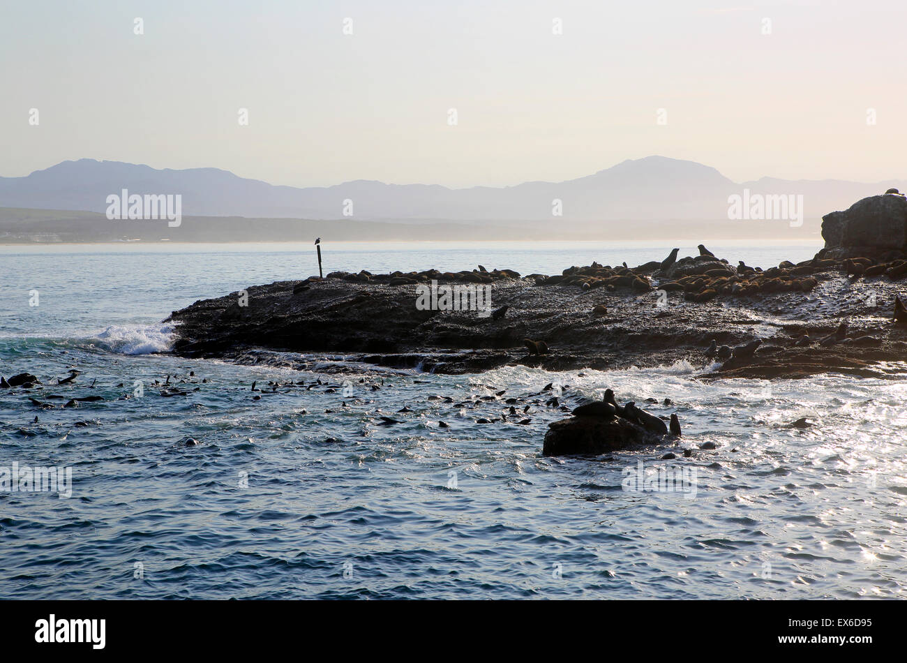 Seal Island in Mossel Bay, South Africa Stock Photo