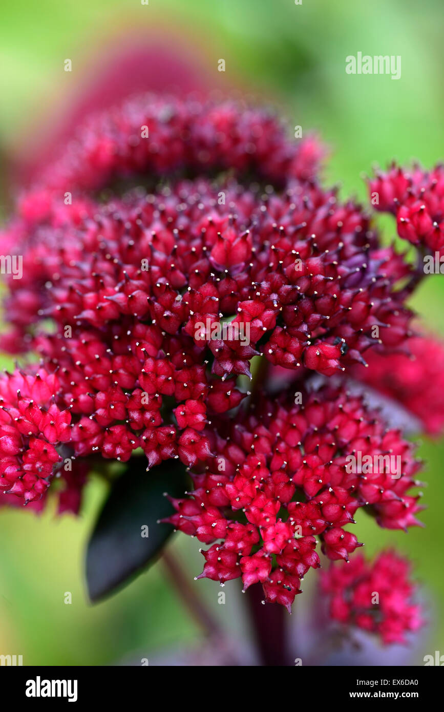 Red cauli hi-res stock photography and images - Alamy