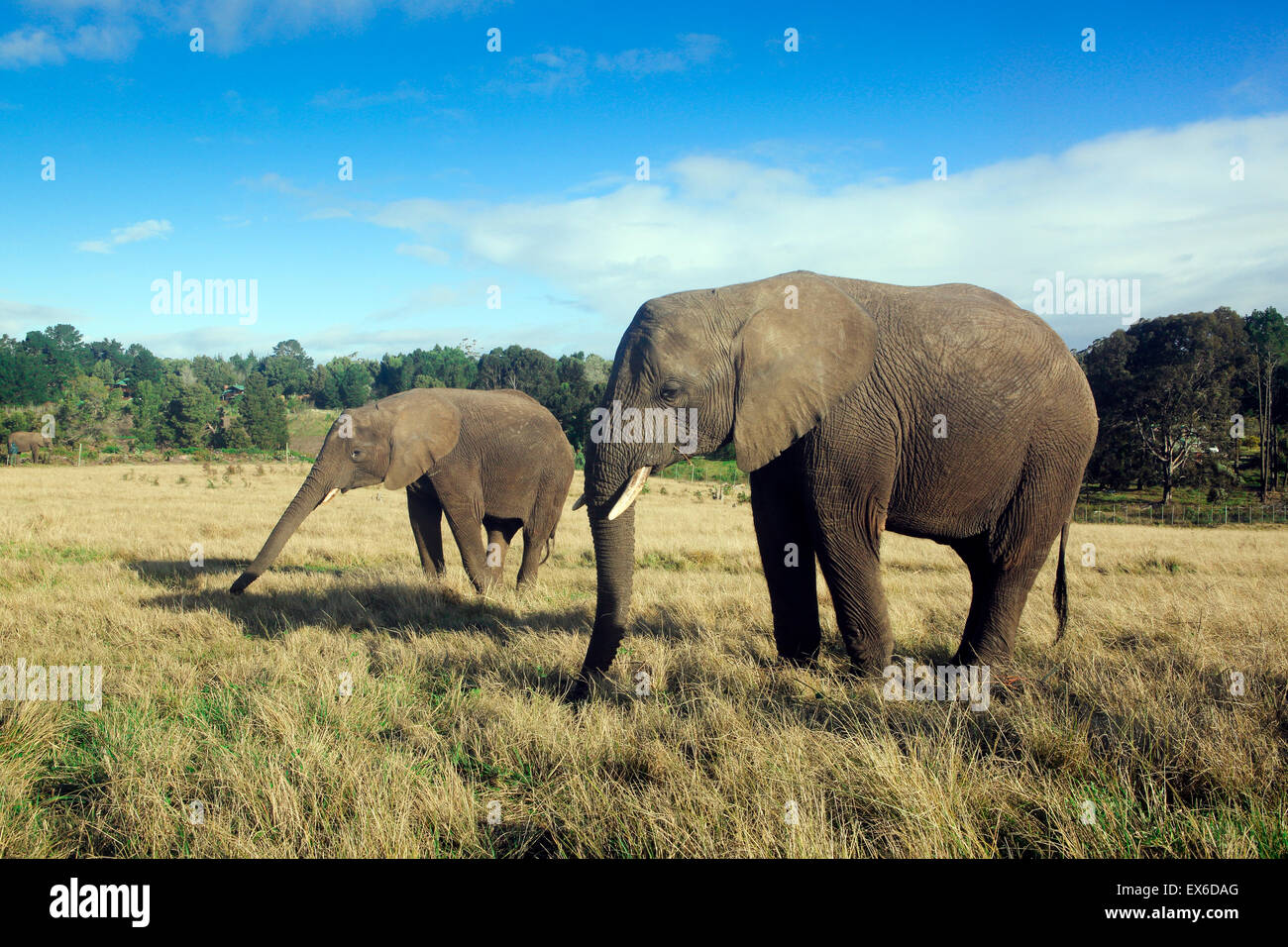 African elephants at Knysna elephant park Stock Photo