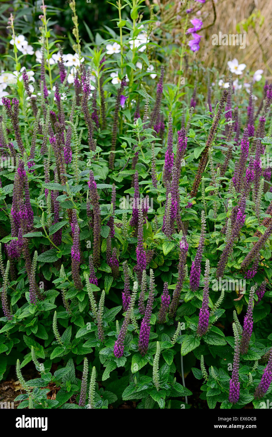 teucrium hircanicum purple tails Germander Wood Sage spires perennials fragrant scented spikes tall  RM Floral Stock Photo