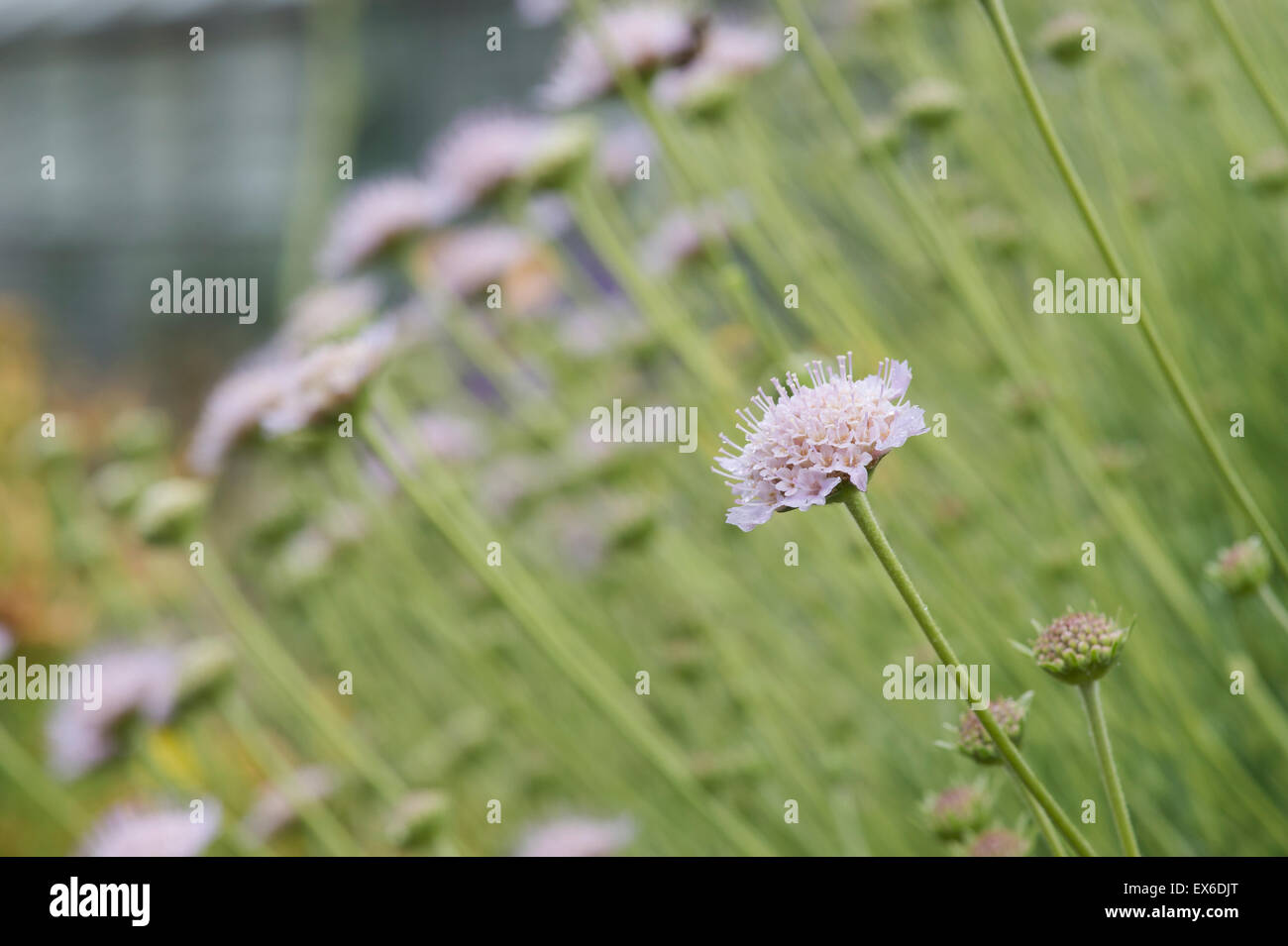 Scabiosa graminifolia. Grass leaved scabious flowers Stock Photo
