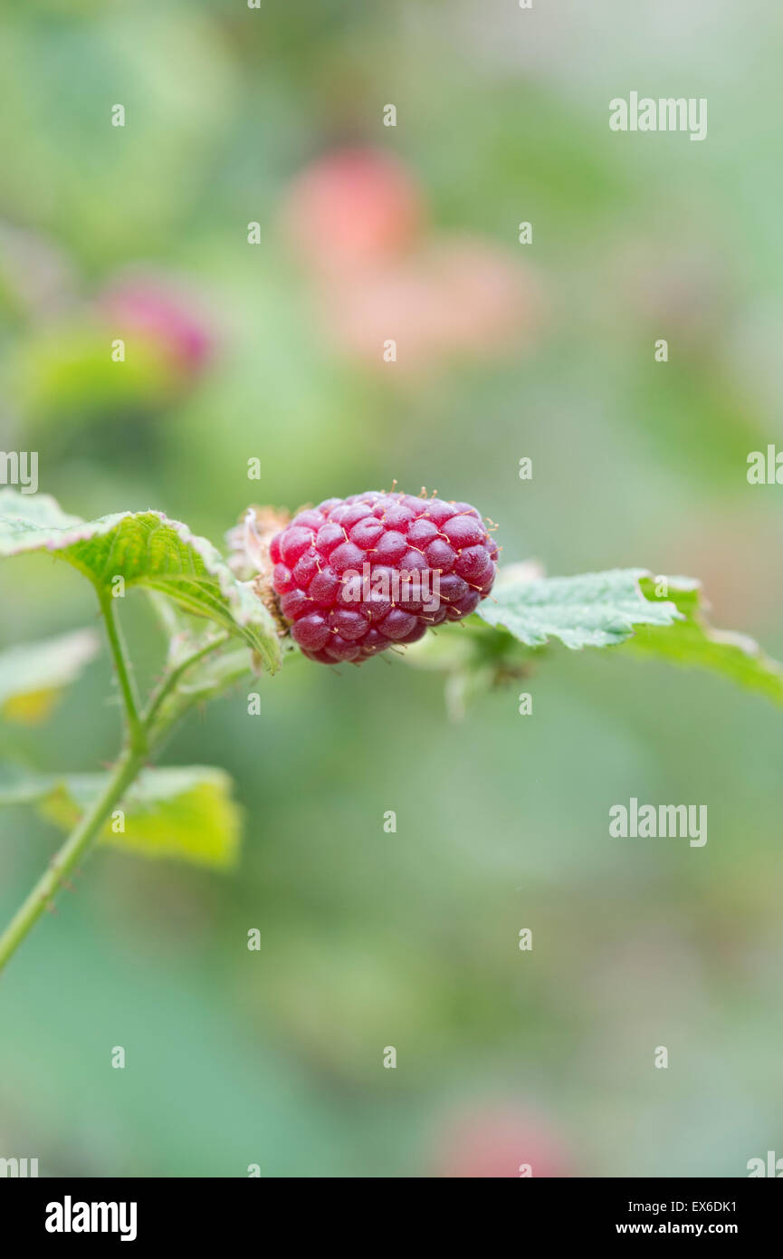 Rubus. Tayberry on the bush in summer garden. selective focus Stock Photo