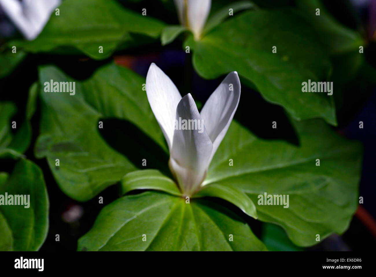 Trillium albidum white Wakerobin shade shaded shady wood woodland flower flowers spring color RM Floral Stock Photo