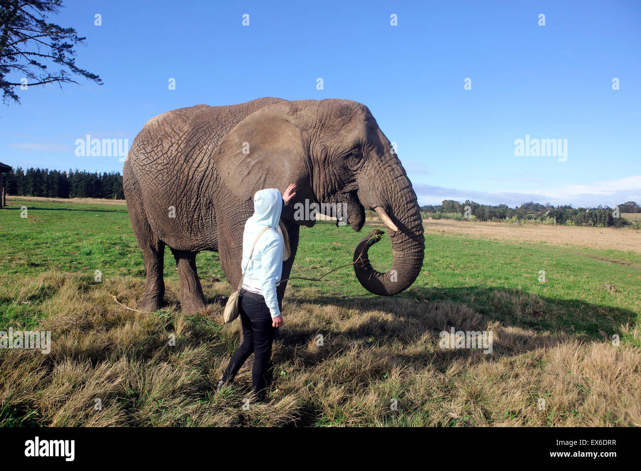 Young woman interacting with African elephant at Knysna elephant park Stock Photo