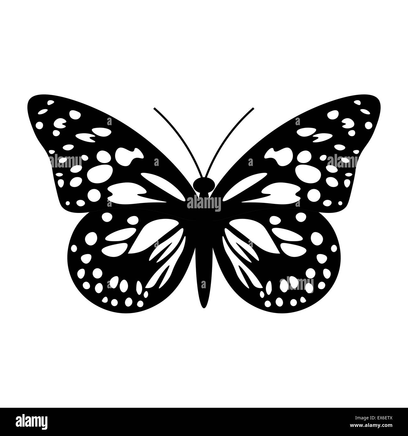 Beautiful black and white butterfly isolated on white Stock Photo Alamy