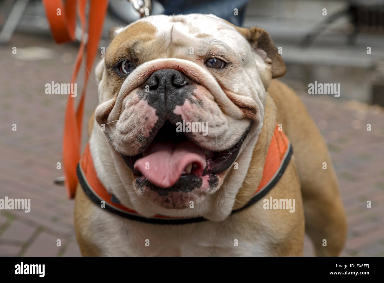 english bulldog rope