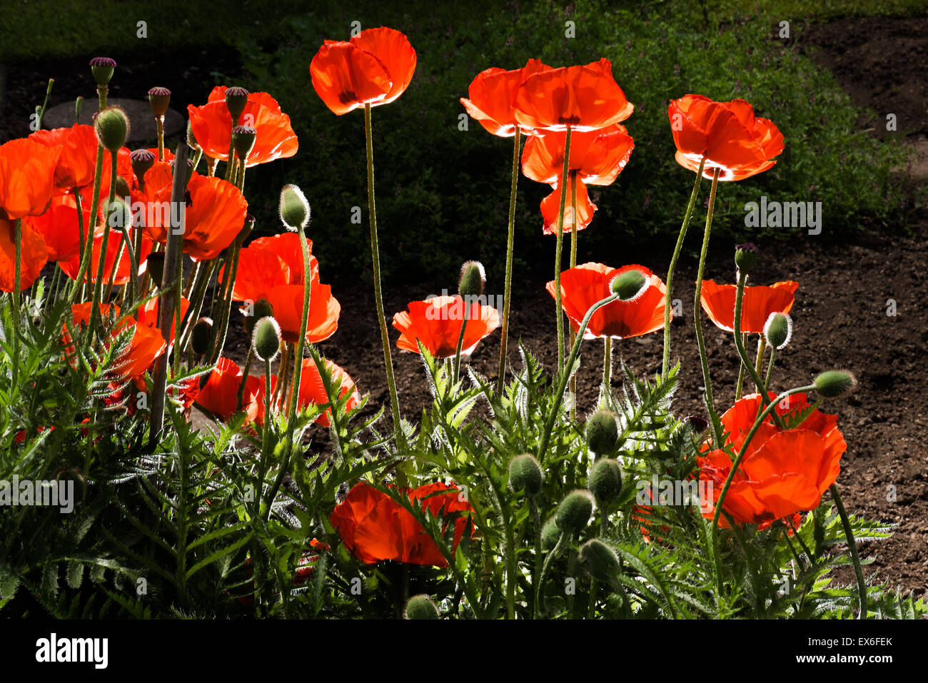 POPPY Poppies in backlight, background red black, space for text layout, feel good, wellness dark, plain, garden, night, nocturn Stock Photo