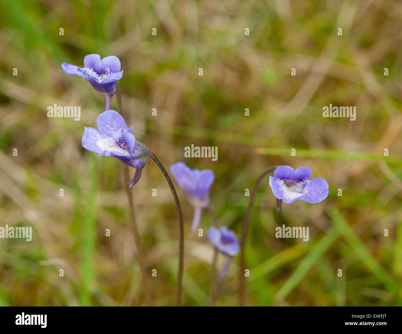 Common butterwort (Pinguicula vulgaris) compensates for poor soil by digesting insects held on sticky leaves.  SCO 9921. Stock Photo