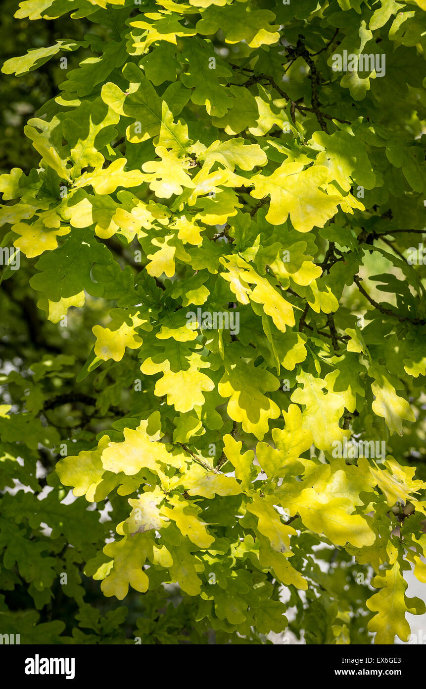Unusual oak tree Quercus robur Concordia in leaf Stock Photo