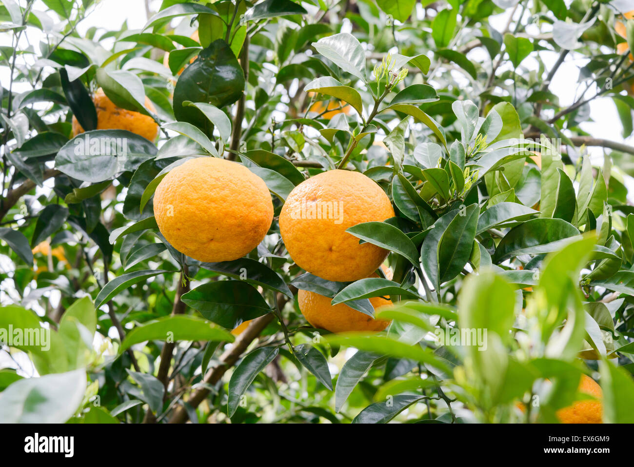 Yellow ripen tangerines growing on a tree in Jeju, Korea Stock Photo