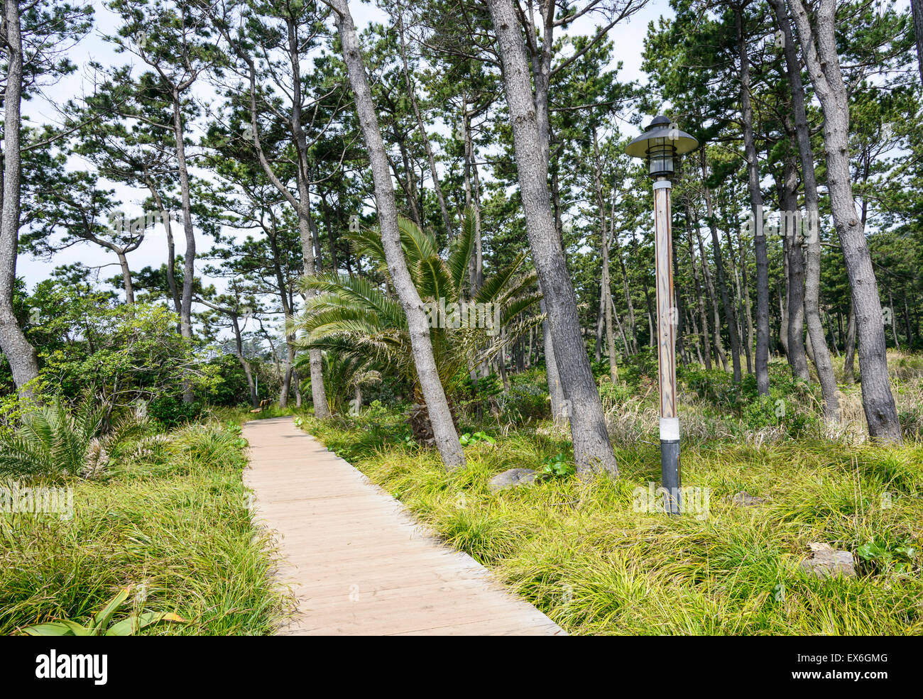 VIew of Olle trail course No. 7 in Jeju island, Korea. Olle is famous trekking courses created along coast of Jeju Island. Stock Photo