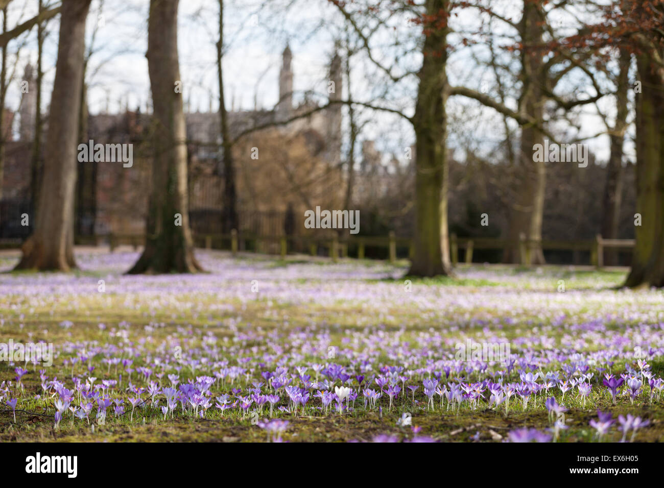 Spring on the backs Purple crocus outside Trinity College Cambridge, UK Stock Photo