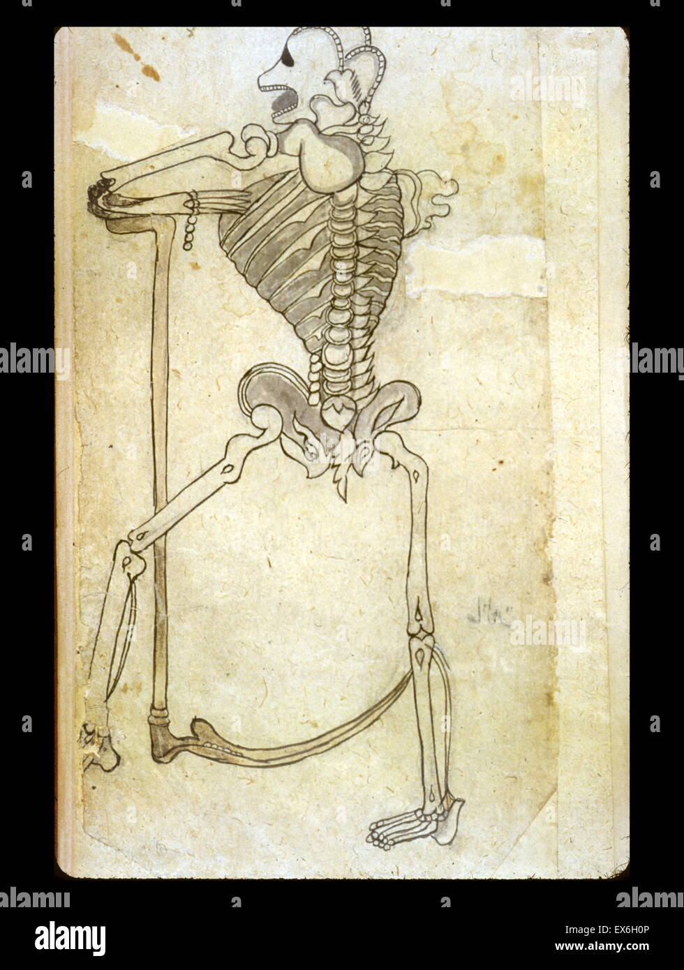 A drawing in ink and light-gray wash of a skeleton leaning on a scythe. One of six leaves of anatomical drawings appended to a Persian translation of an Arabic medical compendium. The figure shows some knowledge of the illustrations of Vesalius's Fabrica Stock Photo