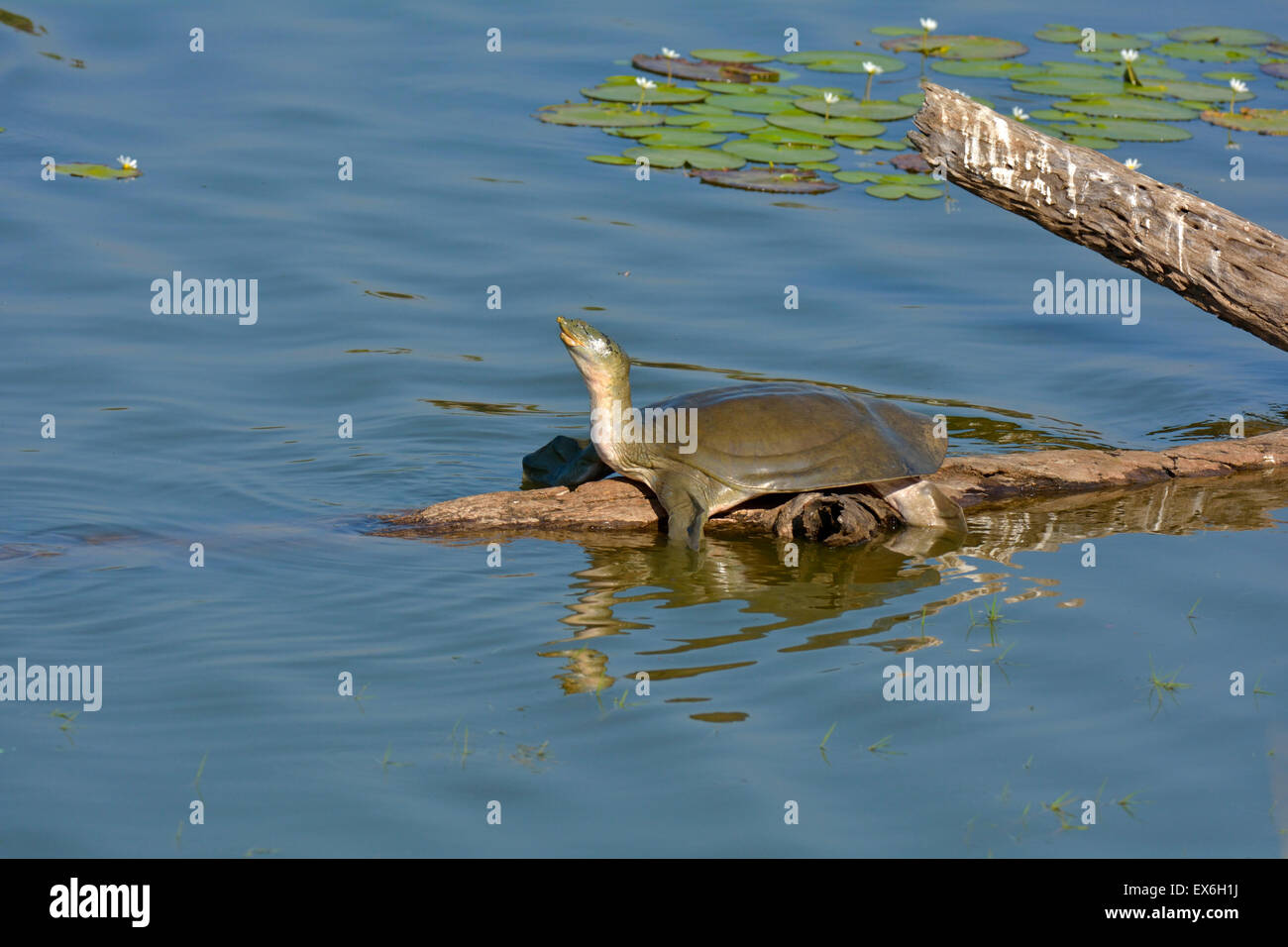 Indian softshell turtle (Nilssonia gangetica) roosting on a tree trunk in the blue water of a lake Stock Photo