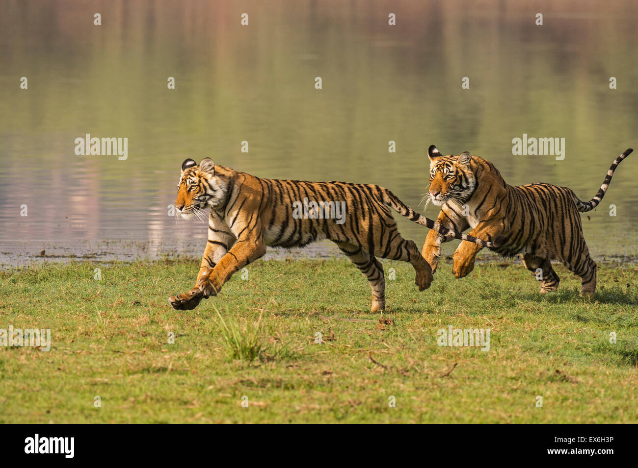 Bengal Tiger Running Speed