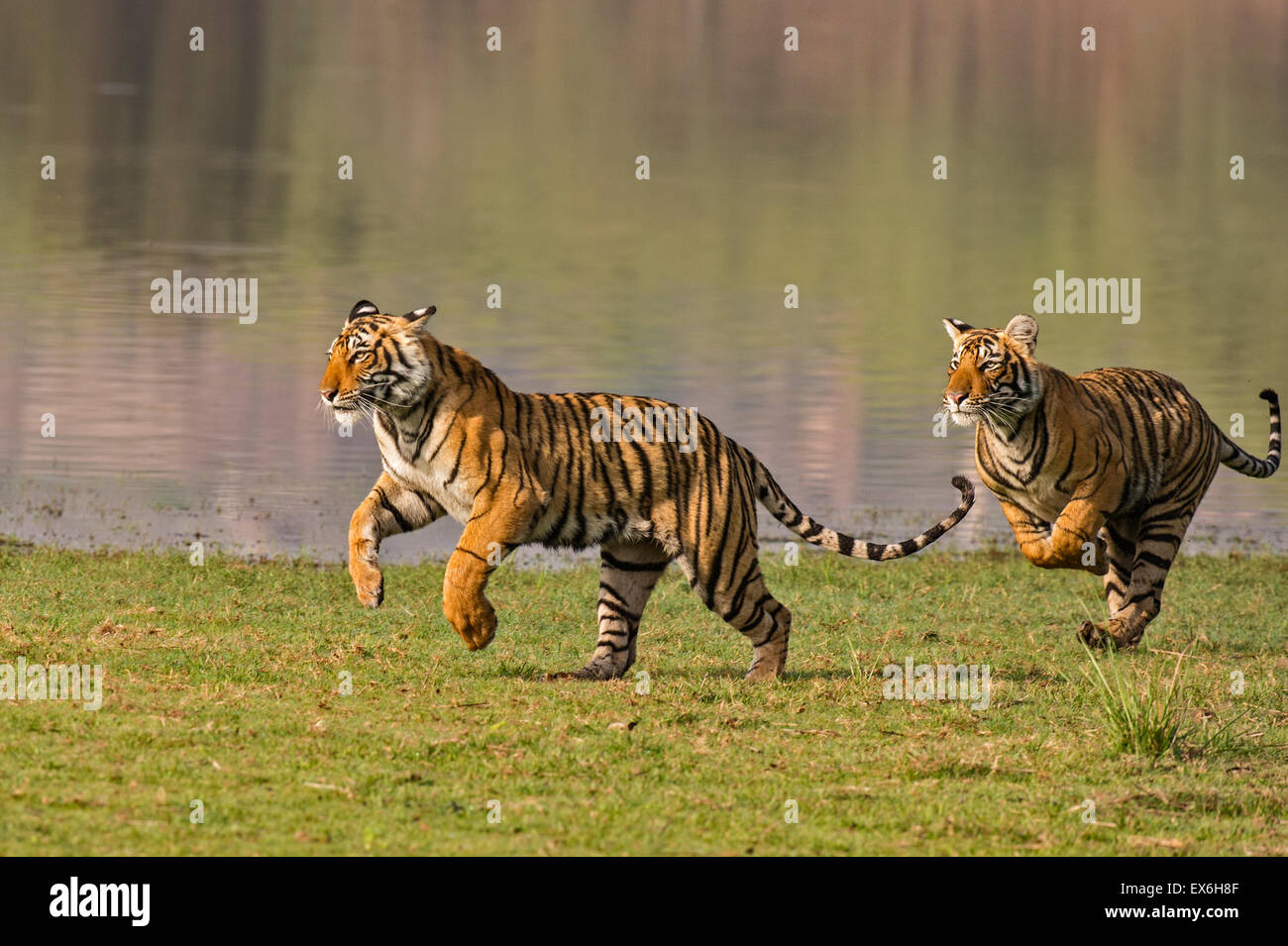 siberian tiger speed