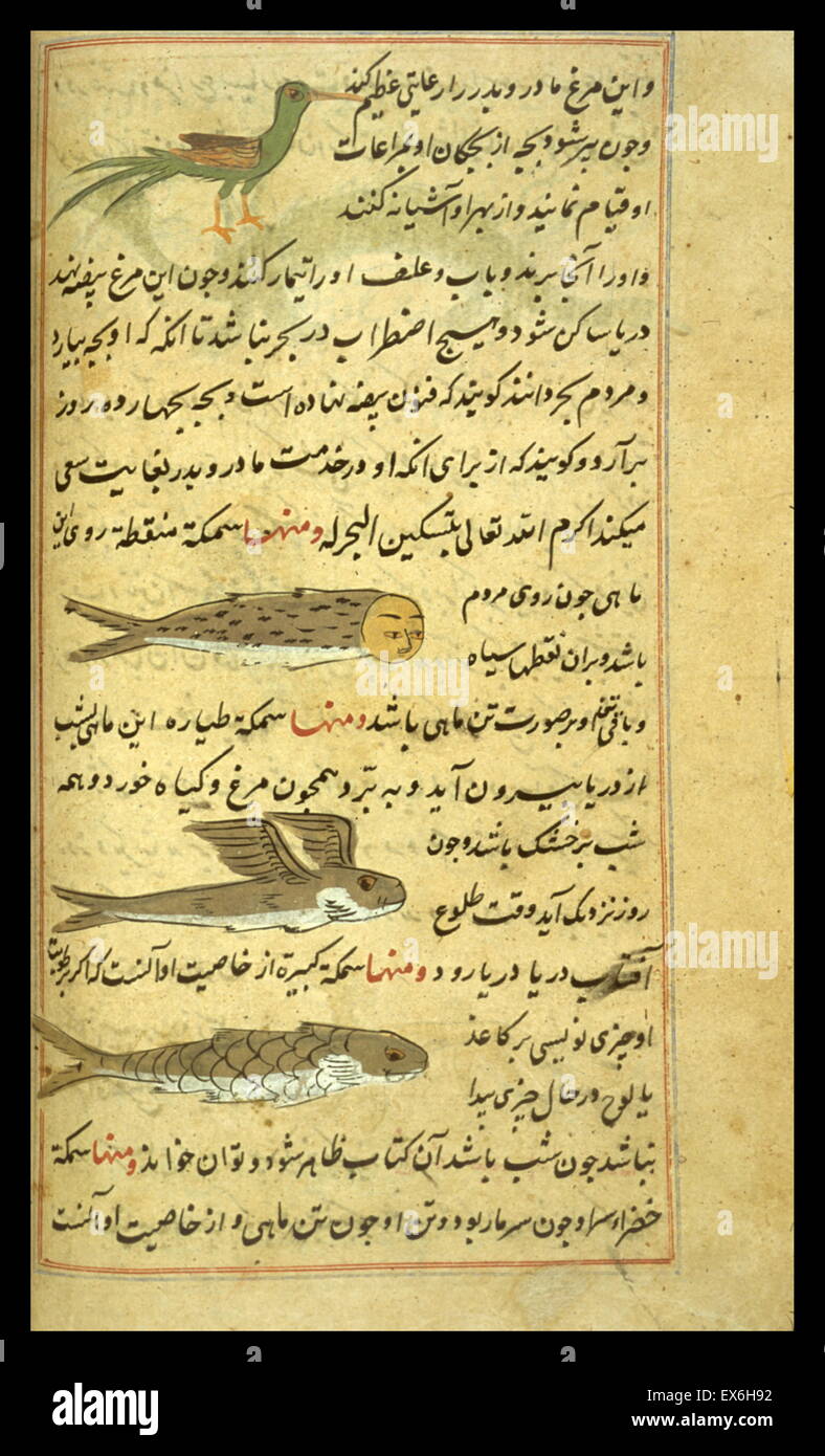 Four mythical creatures: A long-tailed green bird, a human-headed fish, a flying fish, and a large fish. From a copy of ‘Aj?’ib al-makhl?q?t wa-ghar?’ib al-mawj?d?t (Marvels of Things Created and Miraculous Aspects of Things Existing) by al-Qazw?n? (d. 12 Stock Photo