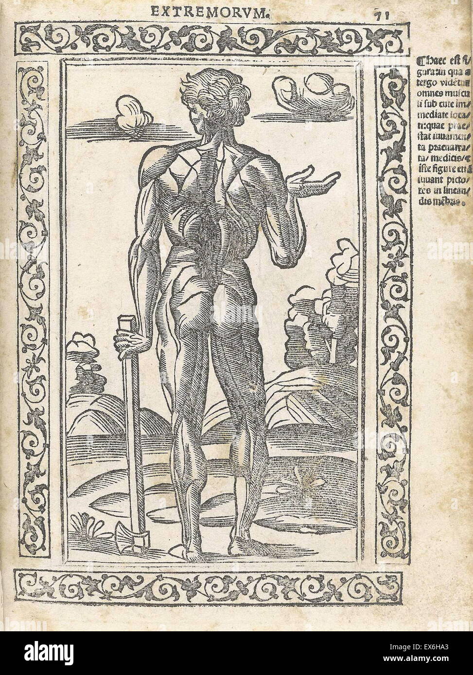 Anatomical illustration from 'Isagogae breues, perlucidae ac uberrimae, in anatomiam humani corporis a communi medicorum academia usitatam' by Jacopo Berengario da Carpi, Bologna 1523. Stock Photo