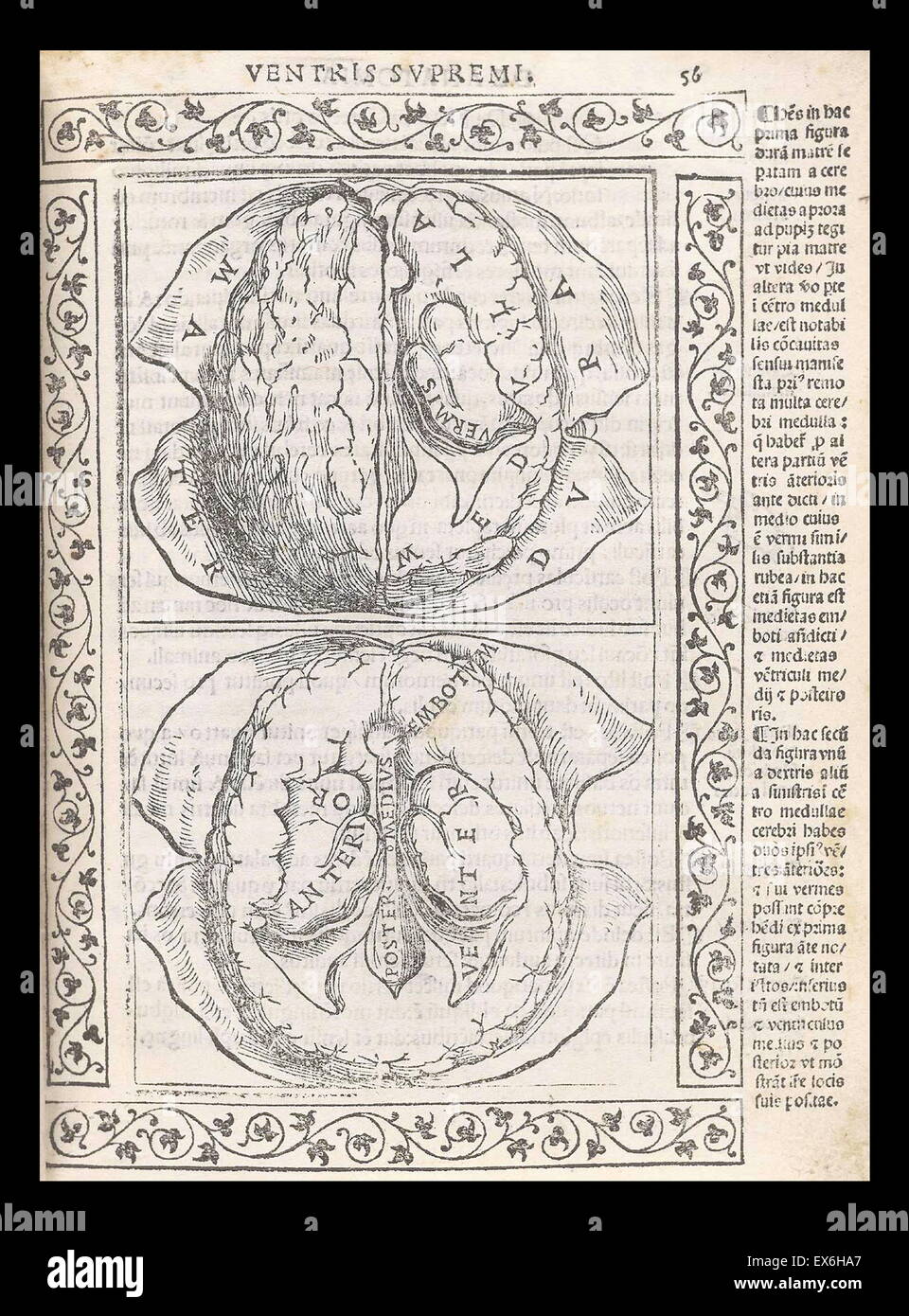 Anatomical illustration from 'Isagogae breues, perlucidae ac uberrimae, in anatomiam humani corporis a communi medicorum academia usitatam' by Jacopo Berengario da Carpi, Bologna 1523. Stock Photo